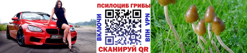 где продают Камешково Псилоцибиновые грибы Psilocybine cubensis